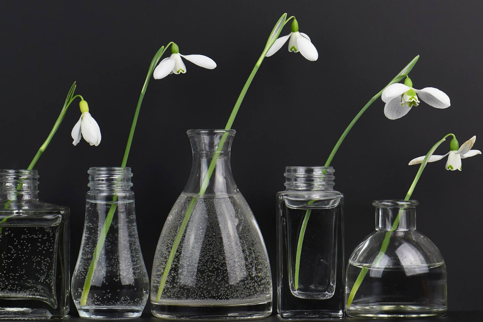 Snowdrops at Bruckhills Croft, Aberdeenshire