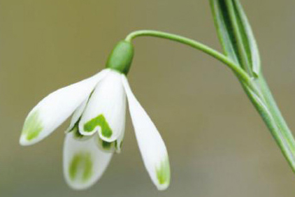 Snowdrop at Castle Kennedy, Wigtownshire