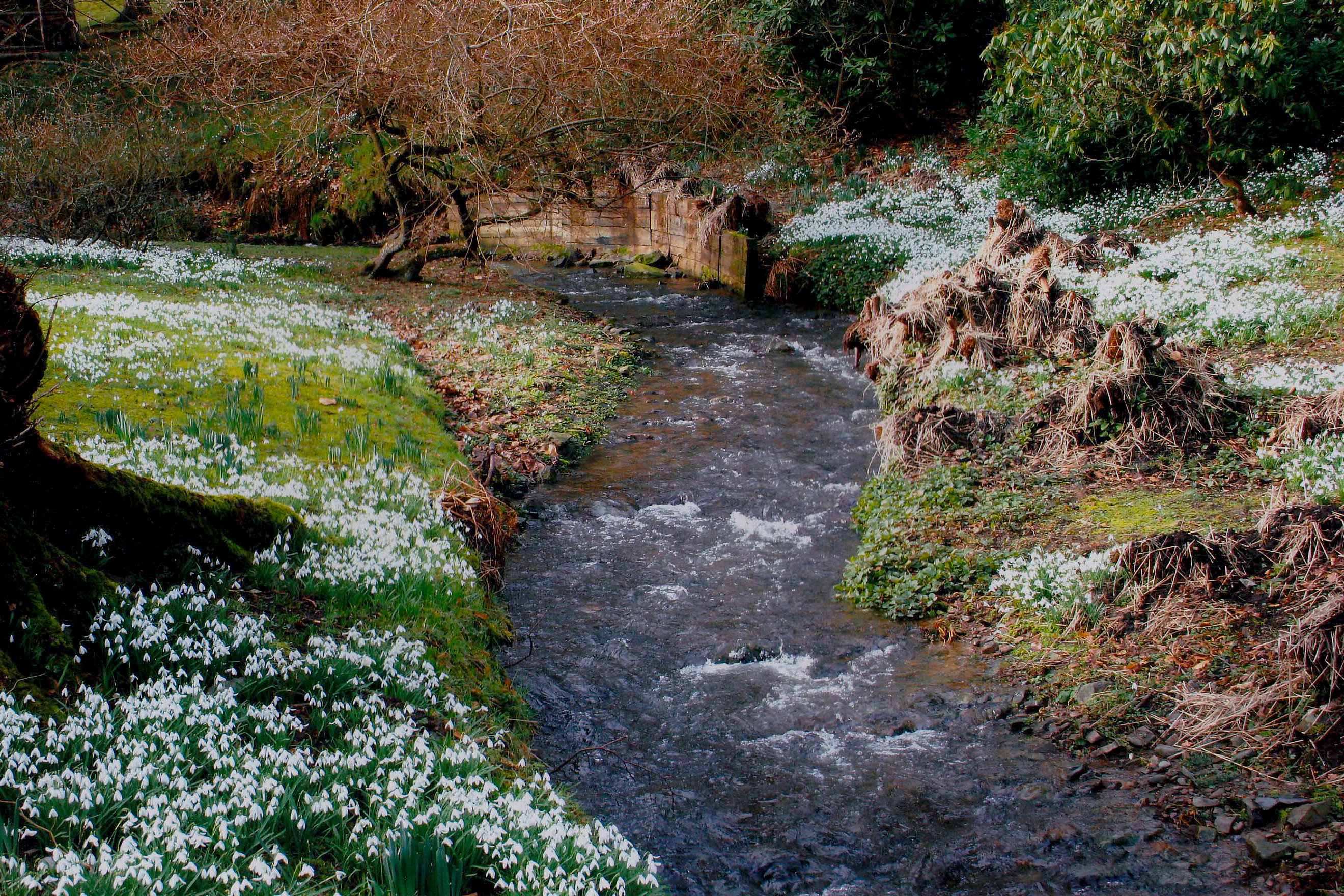 Snowdrops at Kailzie Gardens, Peeblesshire