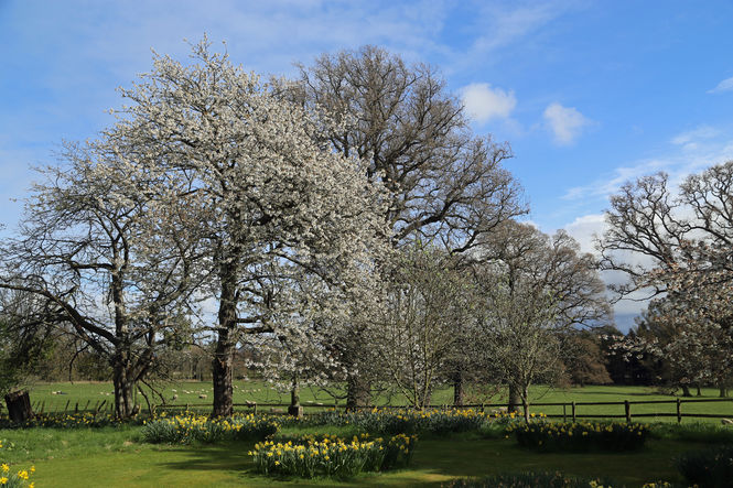 Spring in Full swing at Megginch Castle, Perth and Kinross