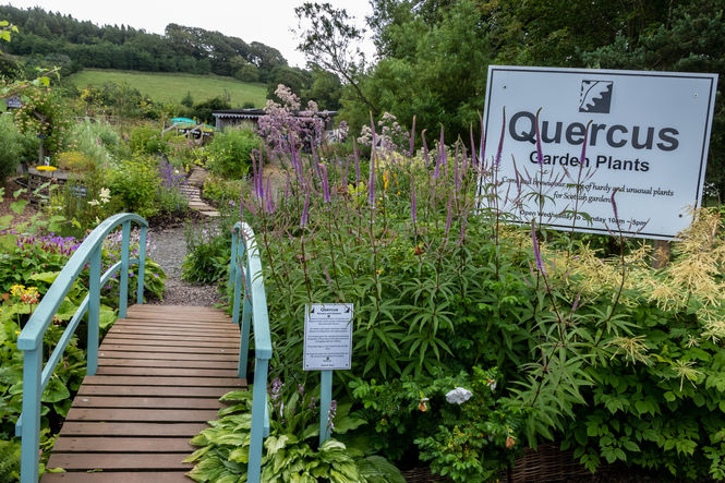 Quercus Garden Plants