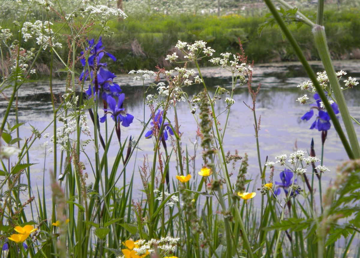 Irises by the pond at Bruckhills Croft
