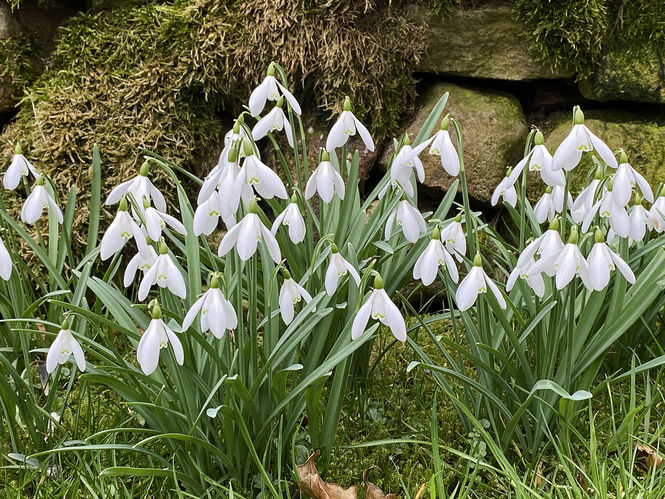 Tinnisburn Plants