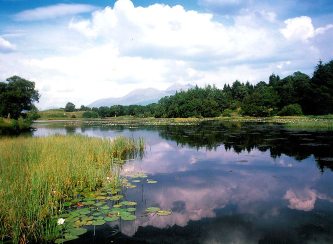 Angus's Garden, Barguillean