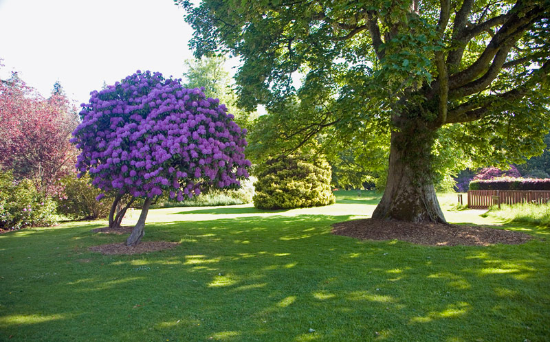 Scone Palace - grounds in Summer
