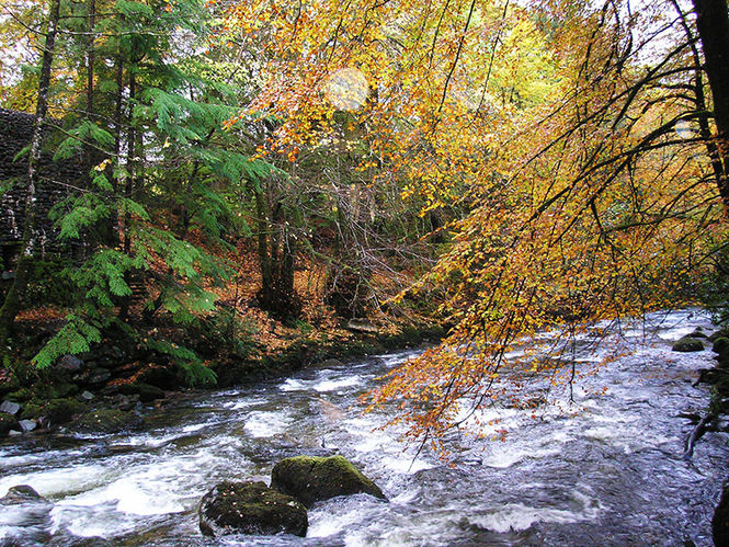 Wonder at Scottish woodlands