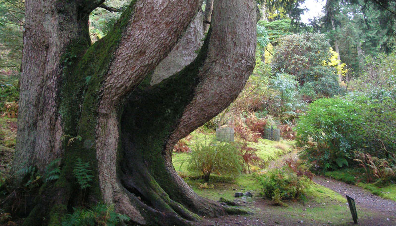 Ardkinglas Woodland Garden