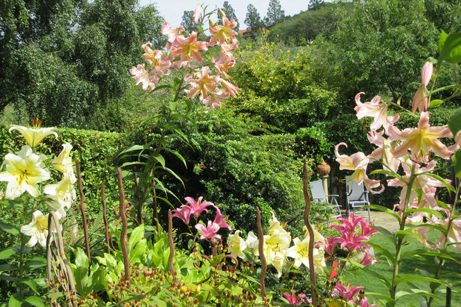 Greening our urban jungles