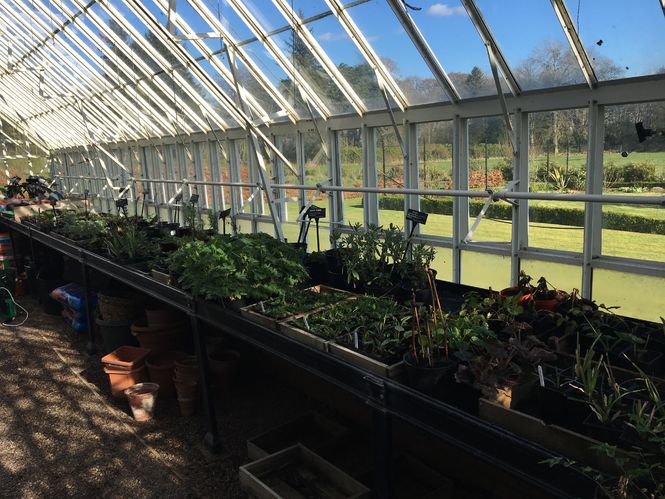 Plants for sale in the greenhouse at Logie
