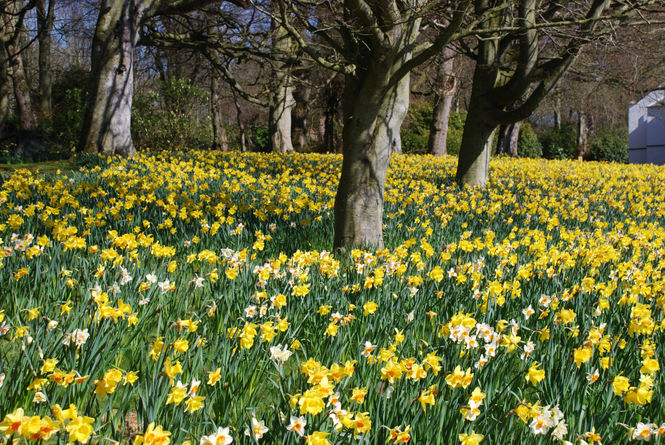 Daffodils in the sunshine at Auchmacoy, Aberdeenshire