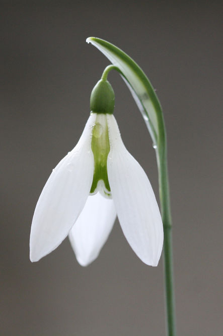 A garden owner's musing on snowdrops