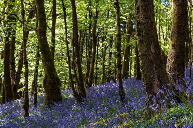 The bluebell wood