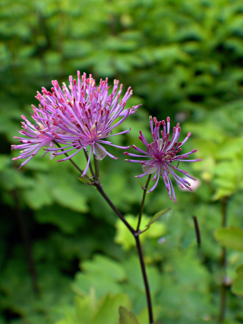 Thalictrum at Dalswinton 