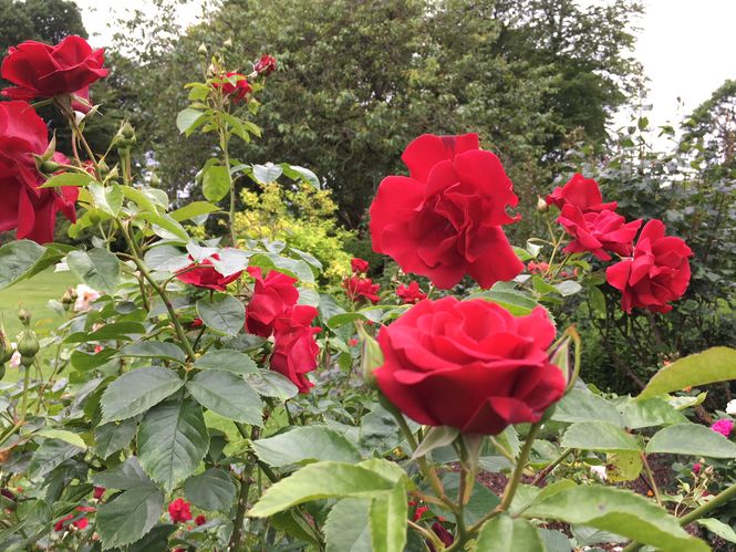 'Frensham' rose at Drumstinchall House