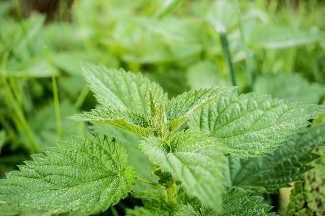 Nettle and Wild Garlic Soups - let's be nice to nettles