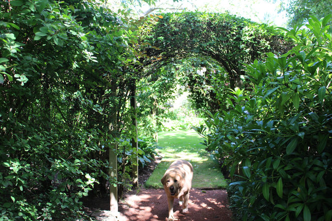 Caesar in Gallery Garden, Angus and Dundee