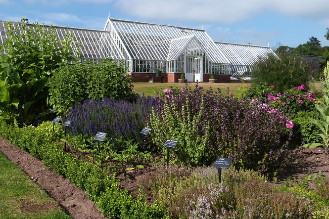 Herbs in the garden