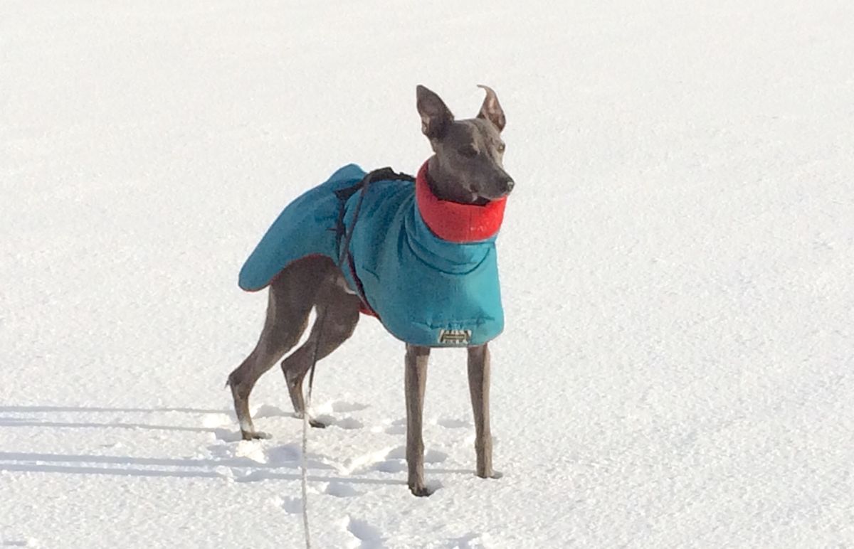 The braw lad, Mr Lowry the Chairman's whippet, in the snow
