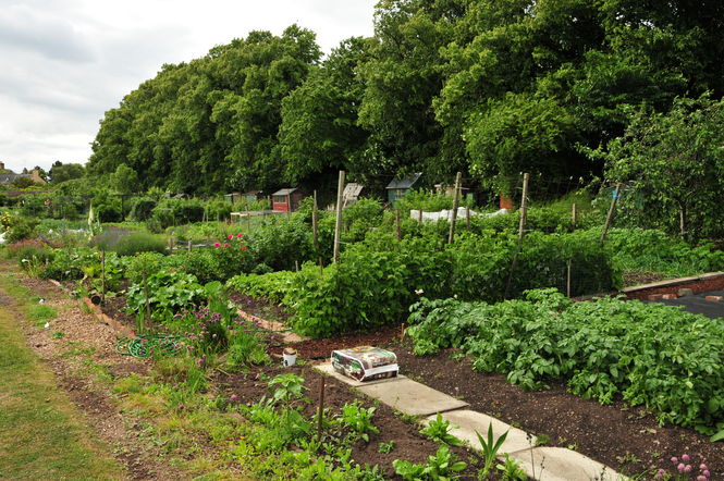 Musselburgh Allotments