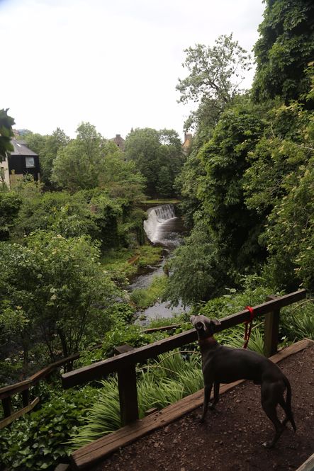 Mr Lowry admiring the view down the Dean river