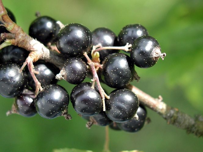 Dinner party delicacies - Blackcurrant jellies