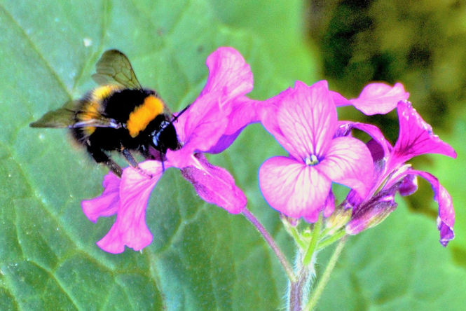 Six bee-neficial things you can do for bees in your garden!
