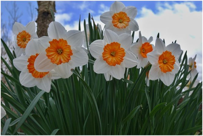 Daffodils at West Leas, Roxburghshire