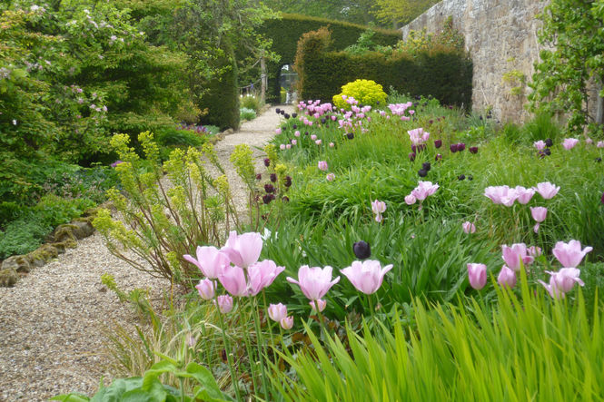 Tulip bed at Wormistoune House, Fife