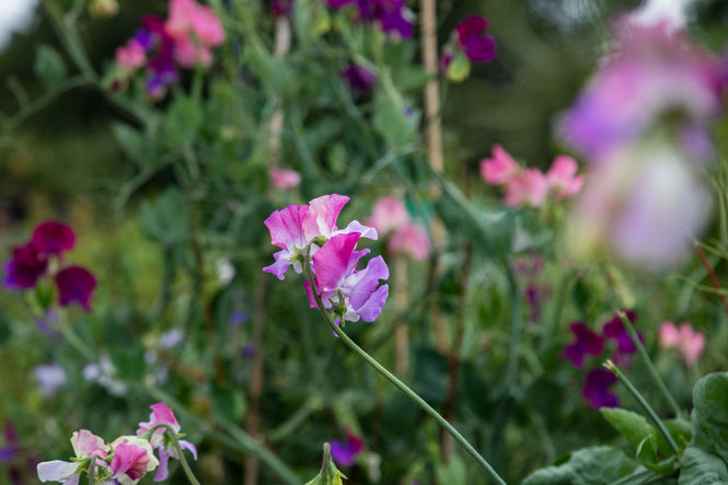 Plants for the pollinators