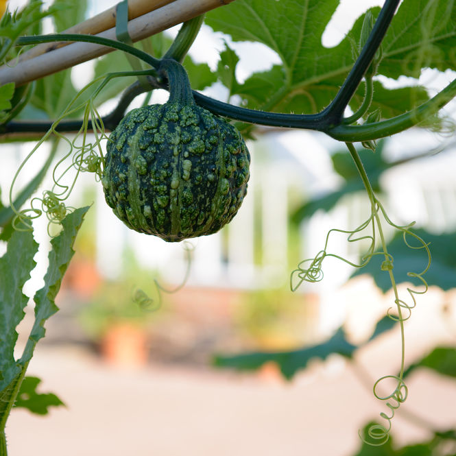 Gourd at Gordon Castle