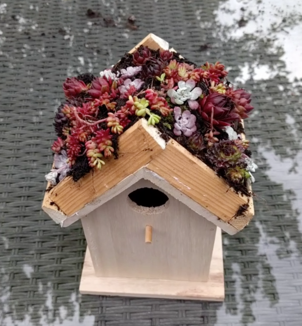 Make a Living Roof for your Birds and a Crown Children's Activity