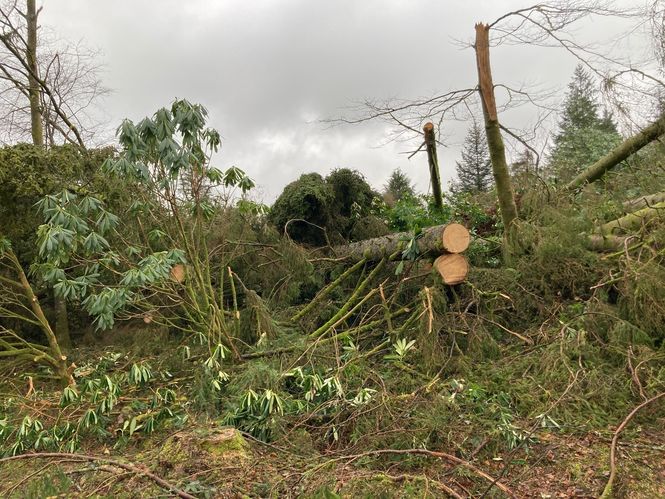 Corsock Storm Arwen damage 2021