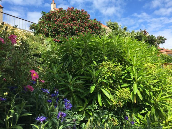 Pittenweem: Gardens in the Burgh euphorbia mellifera