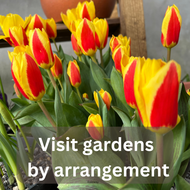 visit-garden-arrangement-661e8b999d88b.png