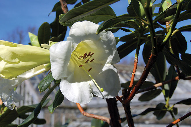 Scottish Rhododendron Festival: where to see rhodies in April and May?