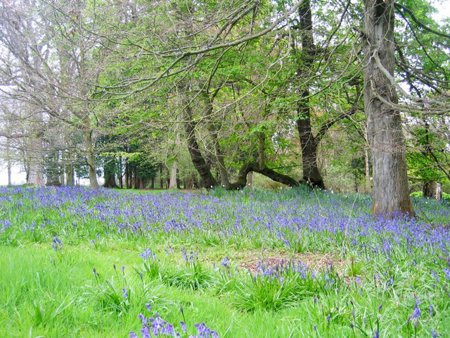 The bluebells at Tyninghame House