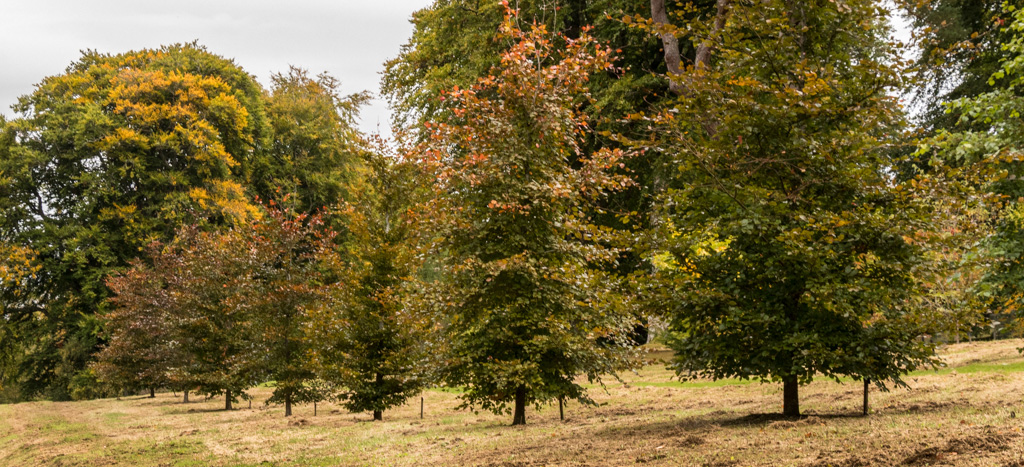 Dawyck Botanic Garden