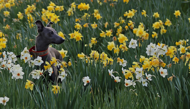 Mr Lowry among the Poets Narcissus (Narcissus poeticus) at Megginch Castle