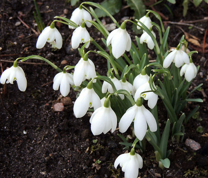 Snowdrops and Winter Walks